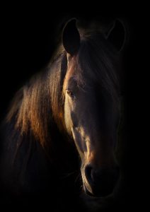 New Forest Pony