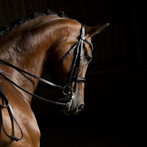 Hanoverian dressage horse