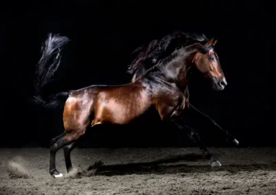 Henry Szwinto Equine Portrait Photography New Forest