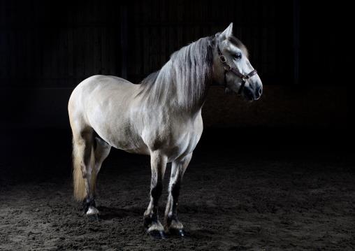 Hardy Highland horse photos in a studio setting