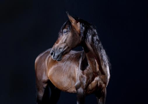 Dutch Warmblood horse photos in a studio setting