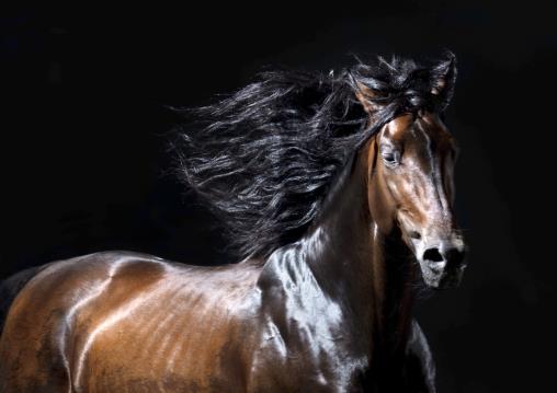 Free Jumping horse photos in a studio setting