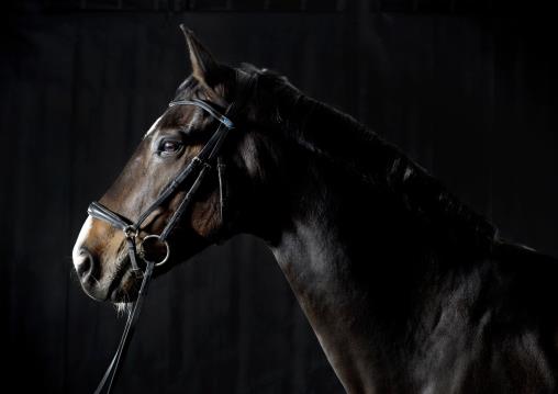 Action equine photography