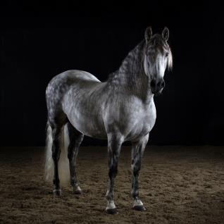 Iberian Champion horse photos in a studio setting