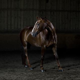 horse photos in a studio setting can make a coat shine