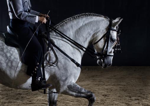 Portuguese National Dress Lusitano Equine Dressage studio horse portrait in the New Forest Hampshire Equestrian