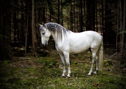 Tenor woodland Equine studio horse portrait in the New Forest Hampshire Equestrian Dressage Eventing