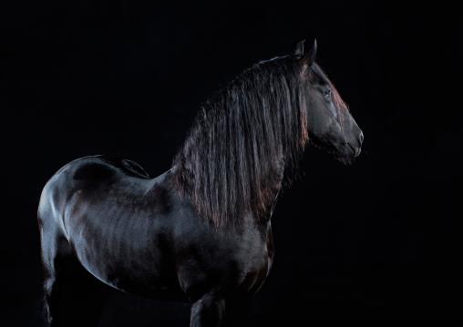 Dramatic horse photos in a studio setting