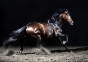 Equine Photography Horse Portrait