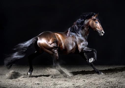 Equine photography of a working dressage partnership