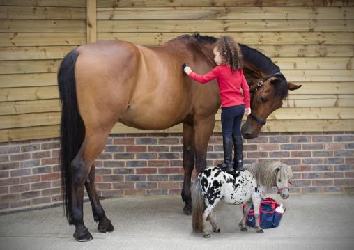 Equine photography mixed with fun family photos