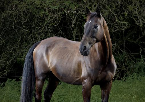 Equine photography using studio lights at sunset