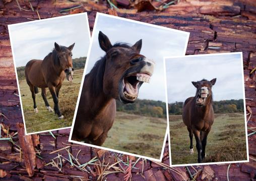 Equine photography of a working dressage horse