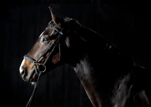 Henry Szwinto New Forest Equine Photography