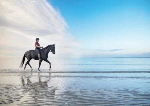 Beach sunrise Henry Szwinto equine photography