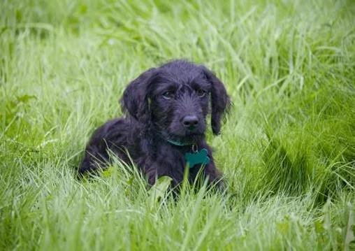 Dog Portrait Dog photography New Forest