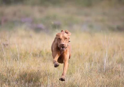 Dog Portrait Dog photography New Forest