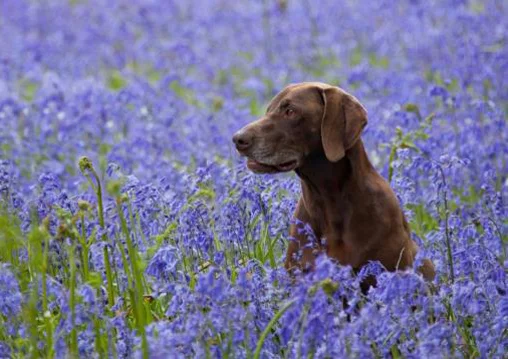 Dog Portrait Dog photography New Forest