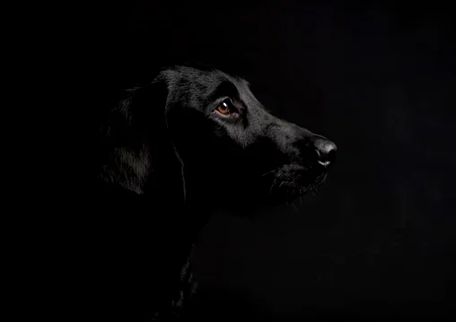 Dog Portrait Dog photography New Forest