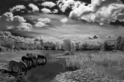 Henry Szwinto Equine Photography New Forest Hampshire